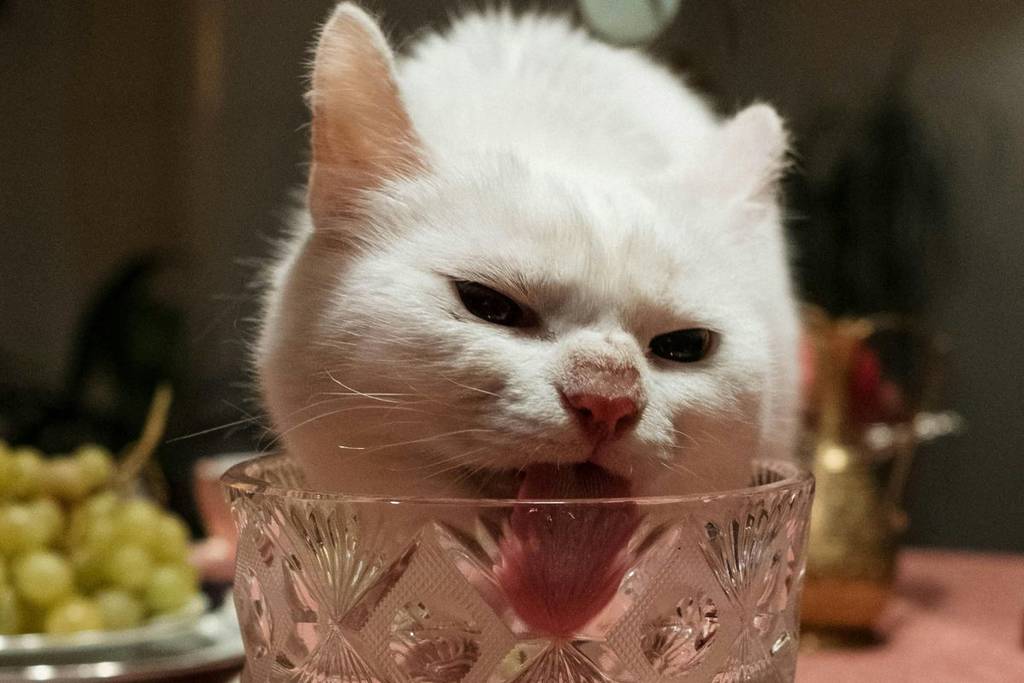 how much do I spend per month on pet food?