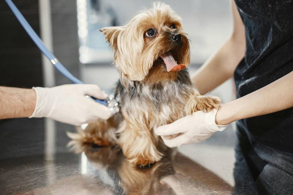 pet insurance mexico