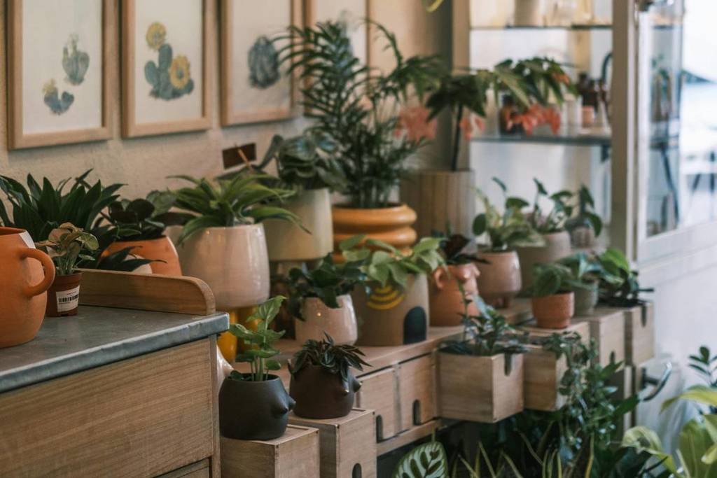 Potted Plant Festival