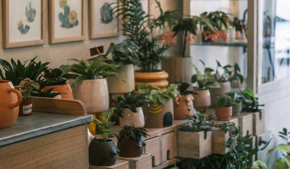 Festival de Macetas llega a CDMX: arte, cerámica y plantas para decorar tu rincón favorito