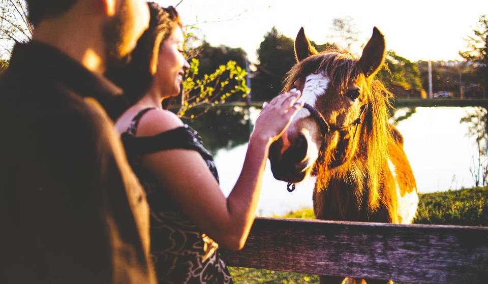 Entrada libre y pet friendly: Celebra la llegada de la primavera entre vacas y flores en este rancho de Querétaro