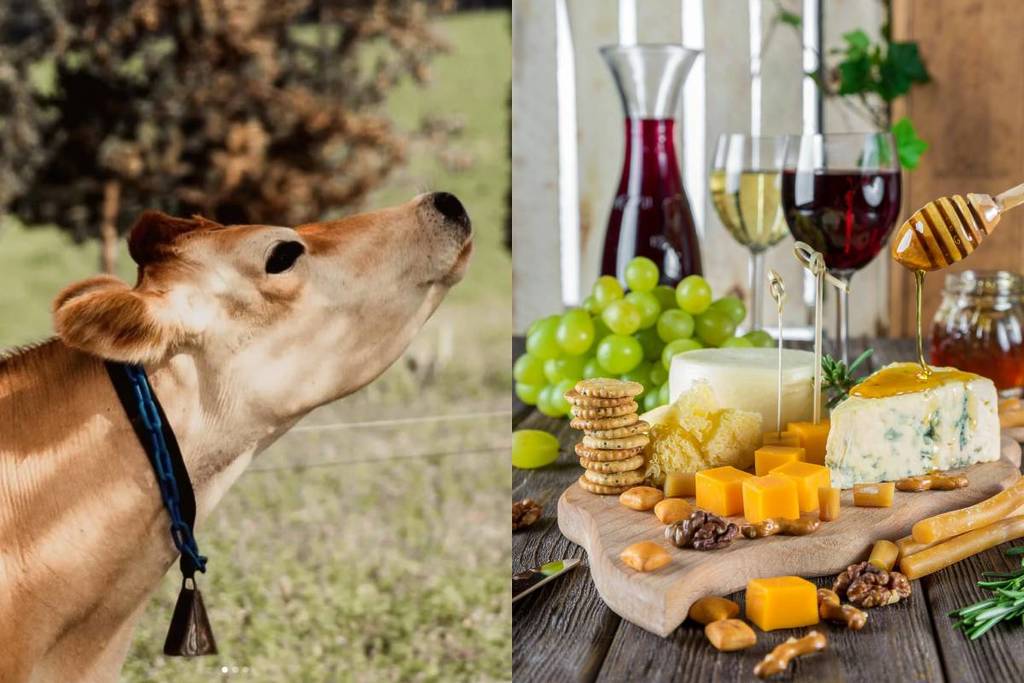 Among cows and flowers: spring at Rancho La Hondonada