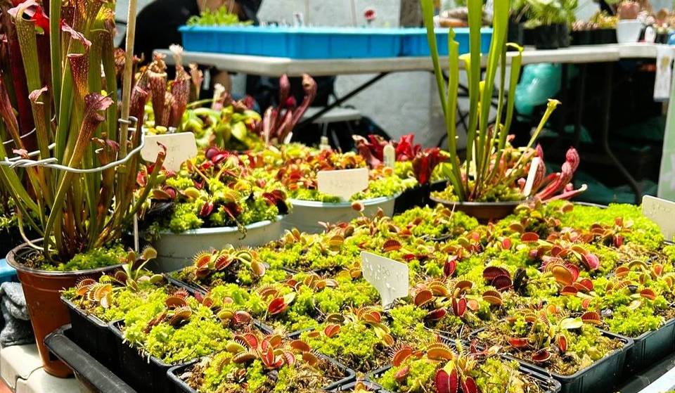 Plantas carnívoras en la Roma: El ‘Tianguis Carnívoro’ llega con venta de plantas, talleres y entrada libre