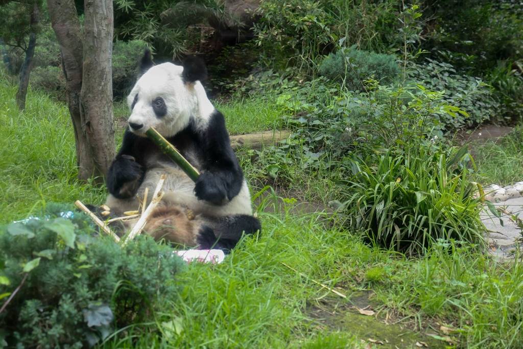 La última panda de México vive en Chapultepec: así es la historia de Xin Xin