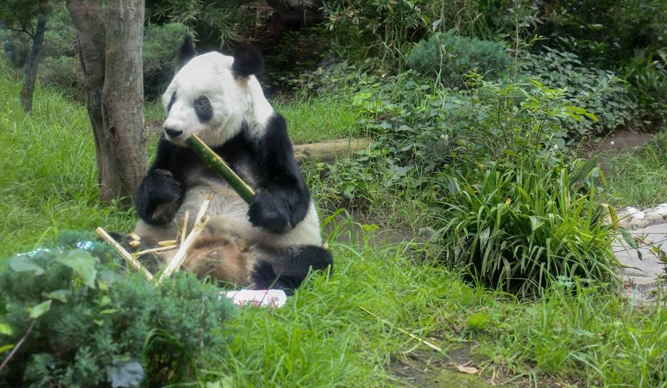 La última panda de México vive en Chapultepec: así es la historia de Xin Xin
