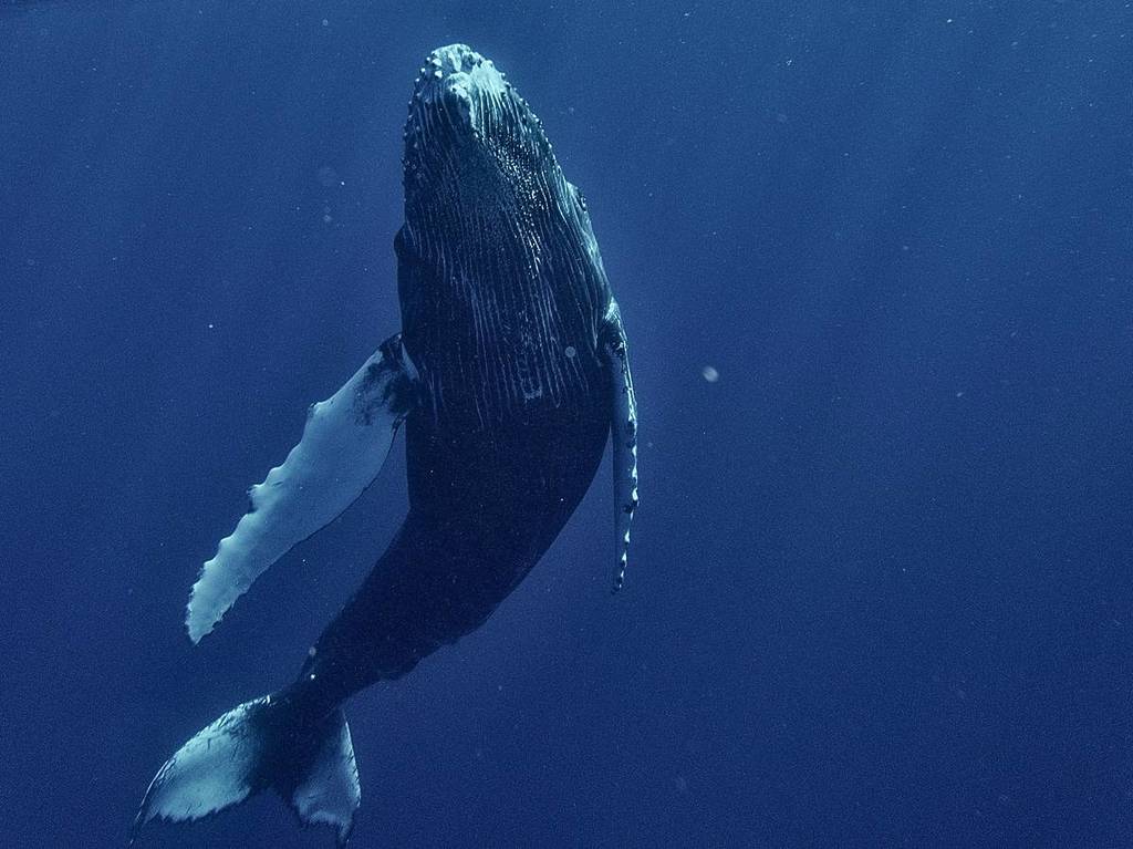 the blu experience in chapultepec