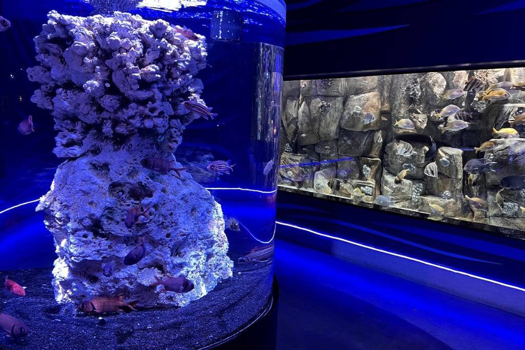 Michin Aquarium Promotion for Easter