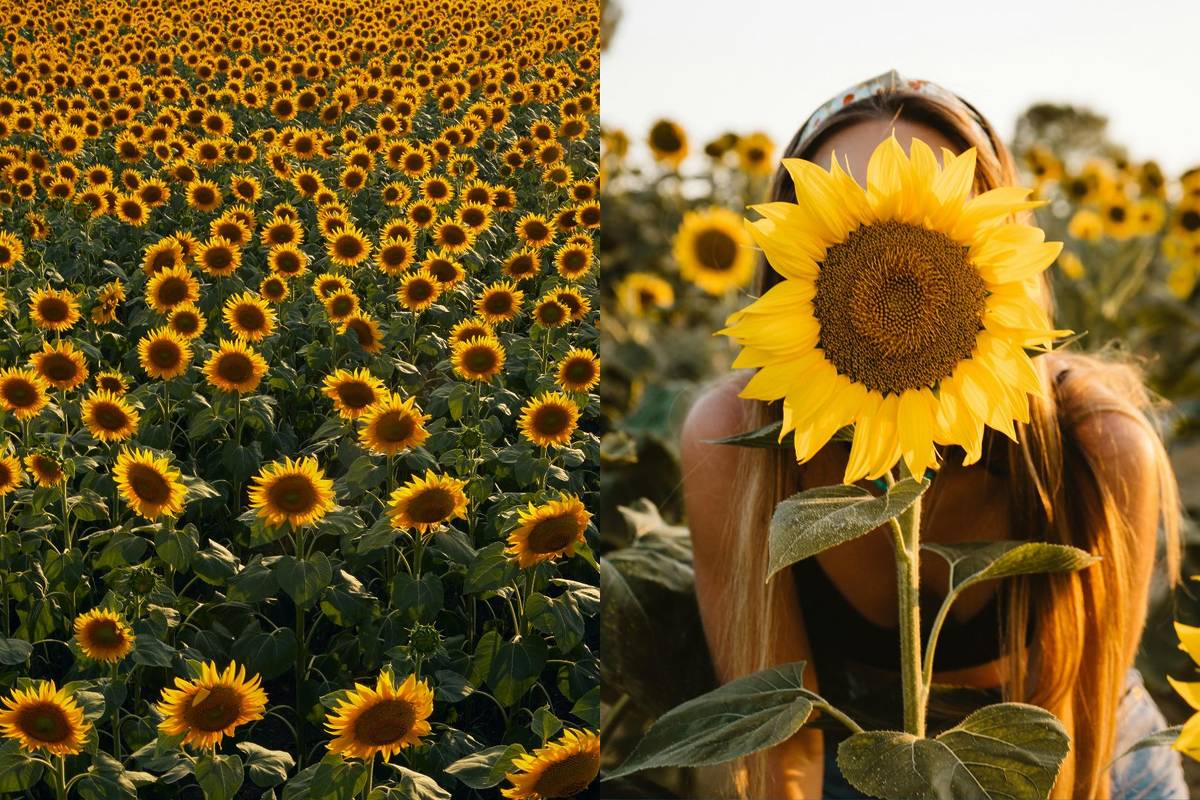 Not Amsterdam or Holland: the sunflower field near Mexico City