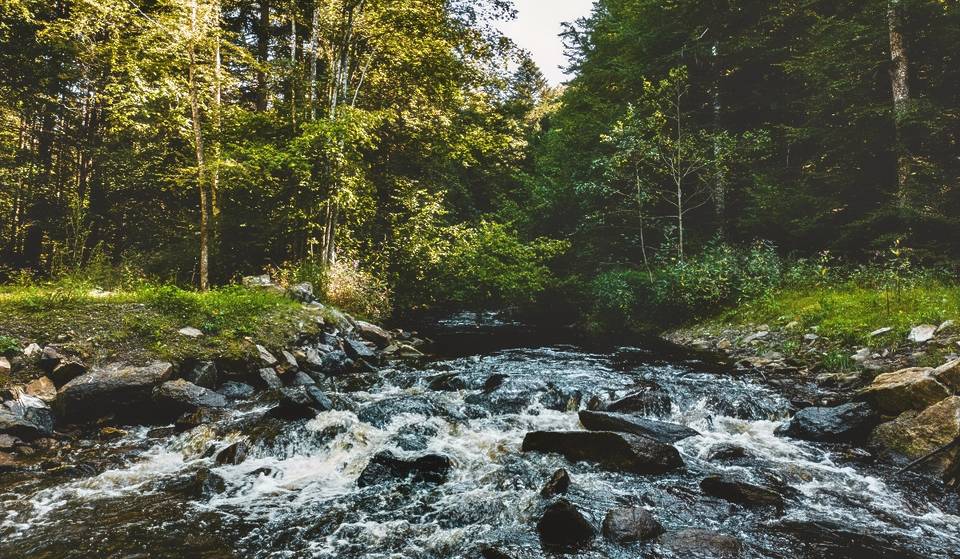 ¿Un nuevo río abierto en Chapultepec? El ambicioso plan para rescatar 4.6 km de agua en la cuarta sección