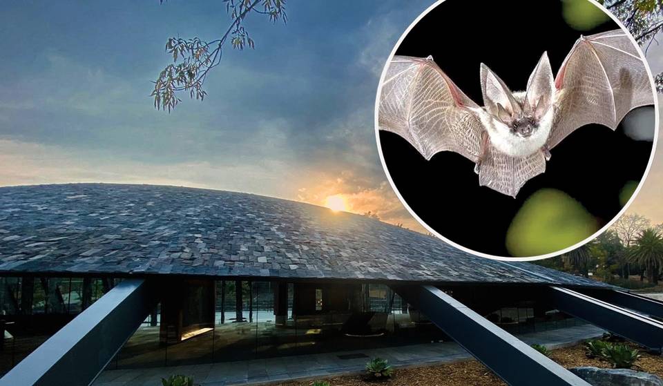 ¡Plan gratuito en Chapultepec! Monitoreo de fauna y noche de murciélagos este 17 de abril