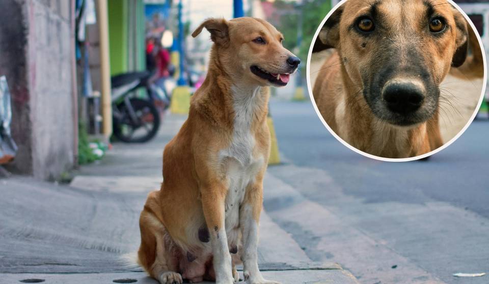 Do you have a “Caramelo” dog at home? This Mexican little guy has now been officially recognized