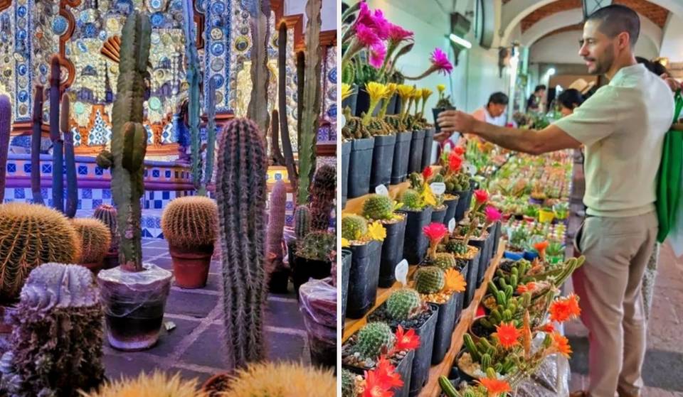 Festival de las Cactáceas en este museo de San Ángel: 4 días de plantas, talleres y entrada gratis