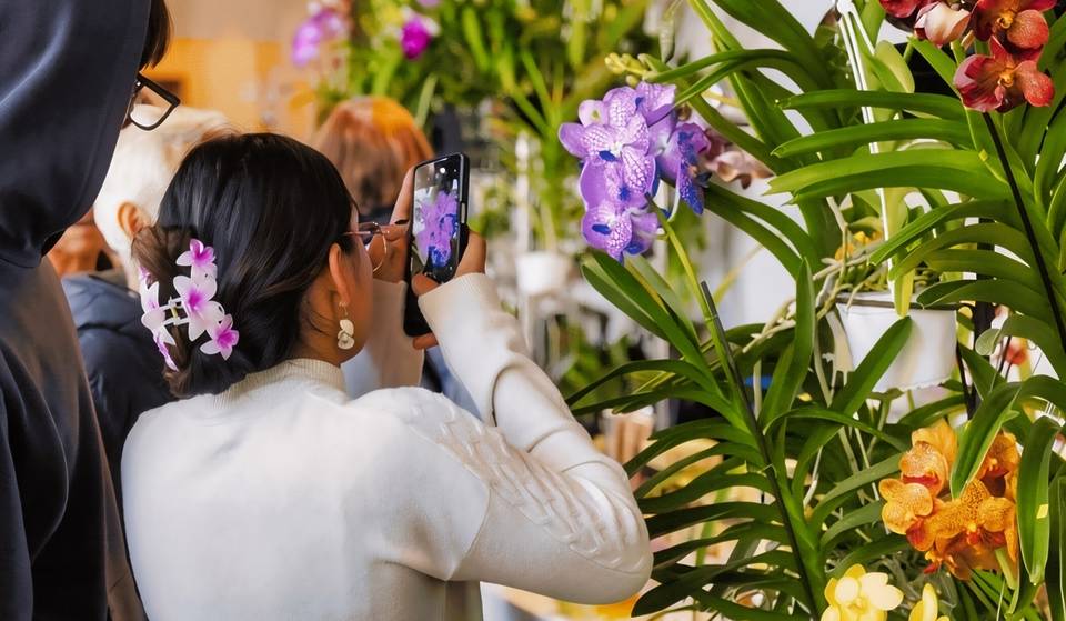 Orquídeas de primavera en CDMX: vuelve la expo-venta del Franz Mayer con especies de Oaxaca