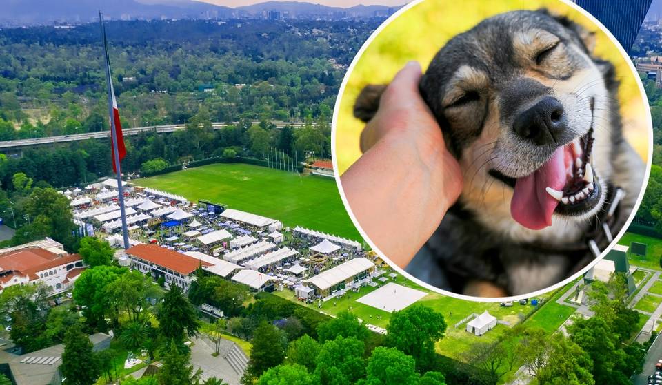 At PetFest 2026, dogs choose their owners: this is how selective adoption will work in Mexico City