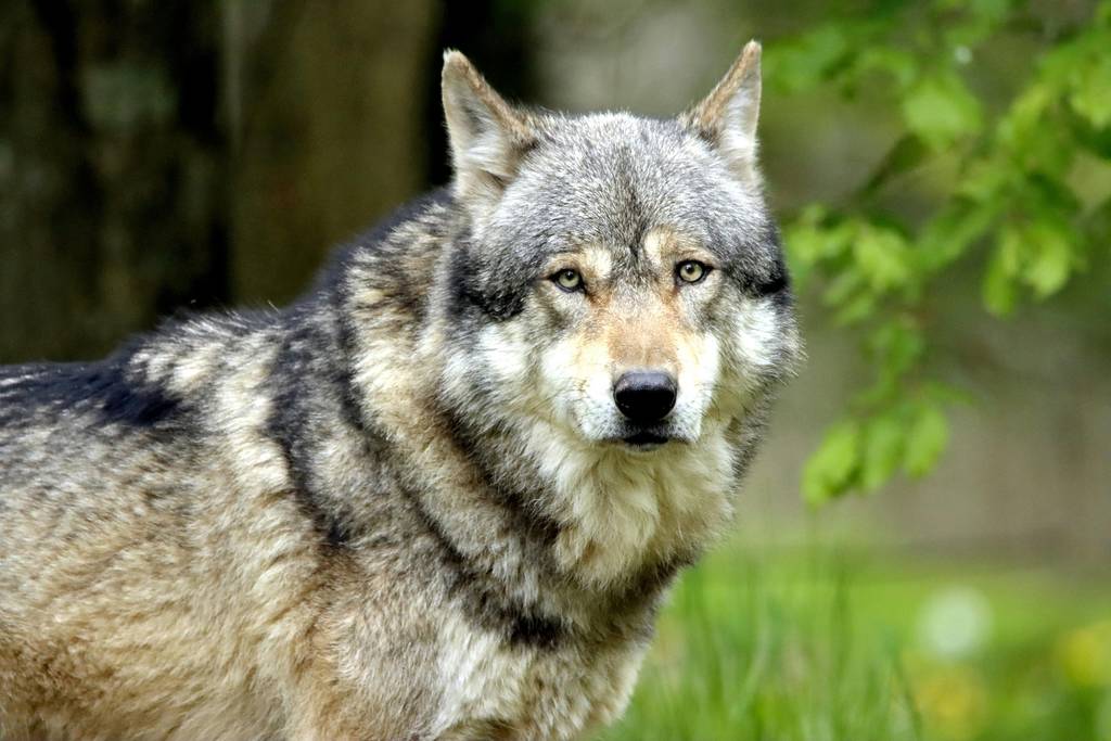 Tour santuario de lobo mexicano
