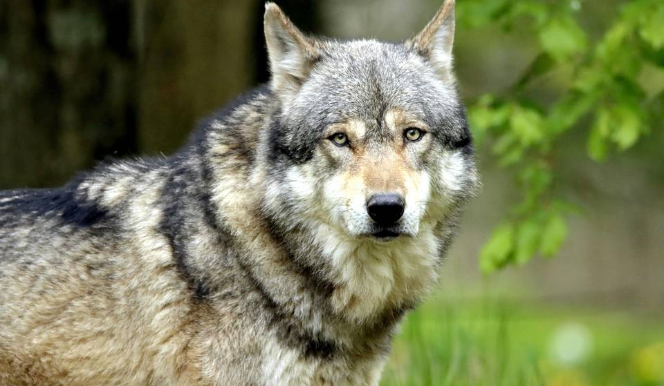 Así puedes conocer al lobo mexicano de cerca en un santuario a hora y media de CDMX 