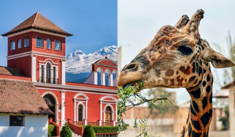No es un zoológico común: la hacienda a 1 hora de CDMX con lobos, jirafas y un laberinto gigante por $299