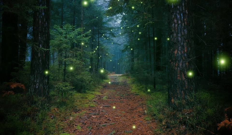 Ni Nanacamilpa ni Tlaxcala: el bosque a solo una hora de CDMX para ver miles de luciérnagas por $395