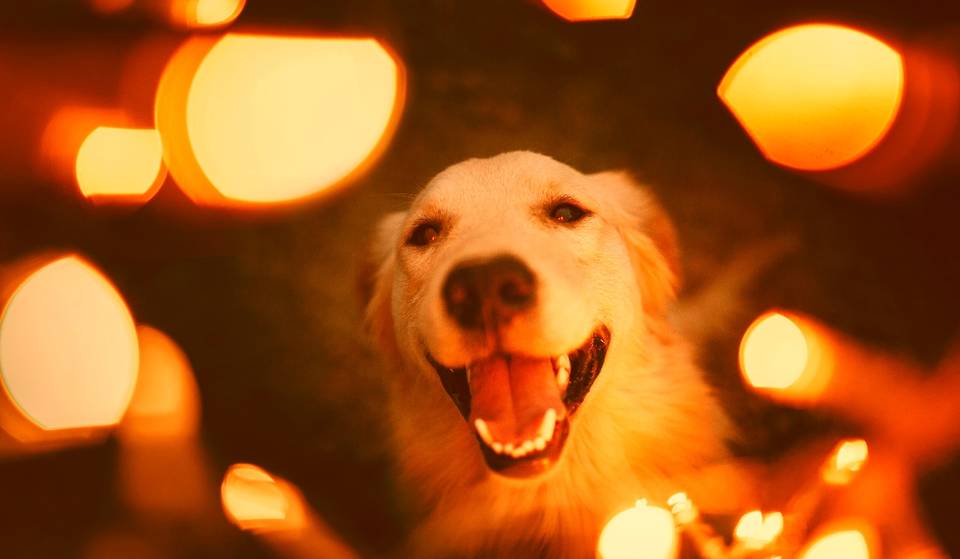 Primera reunión de perritos caramelo en Coyoacán: habrá concurso al perro más “feo” y adopciones