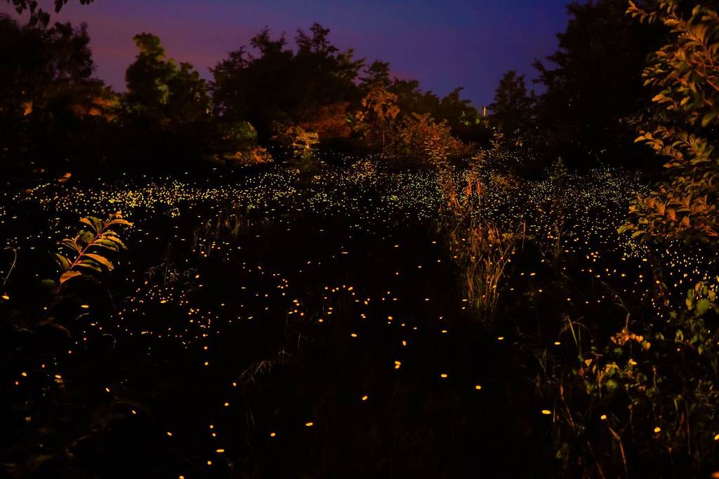 Firefly Sanctuary 2026 Magic Forest