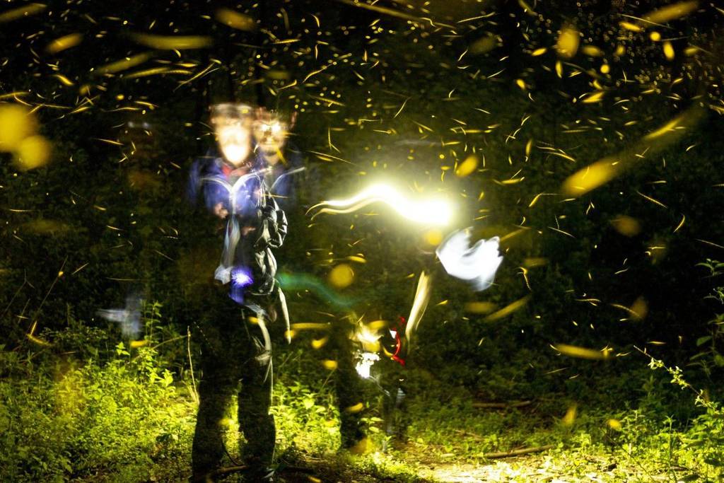 fireflies Nanacamilpa Tlaxcala