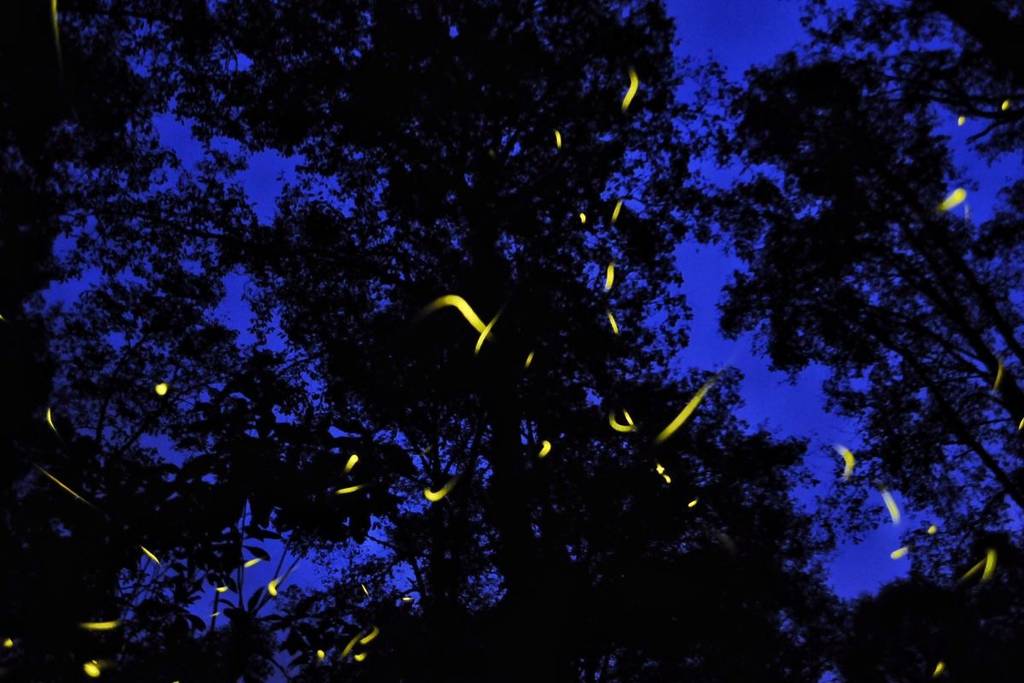 fireflies in Nanacamilpa, Tlaxcala