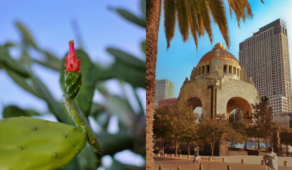 From the leaf to the plate: The Nopal Fair in Mexico City has been postponed