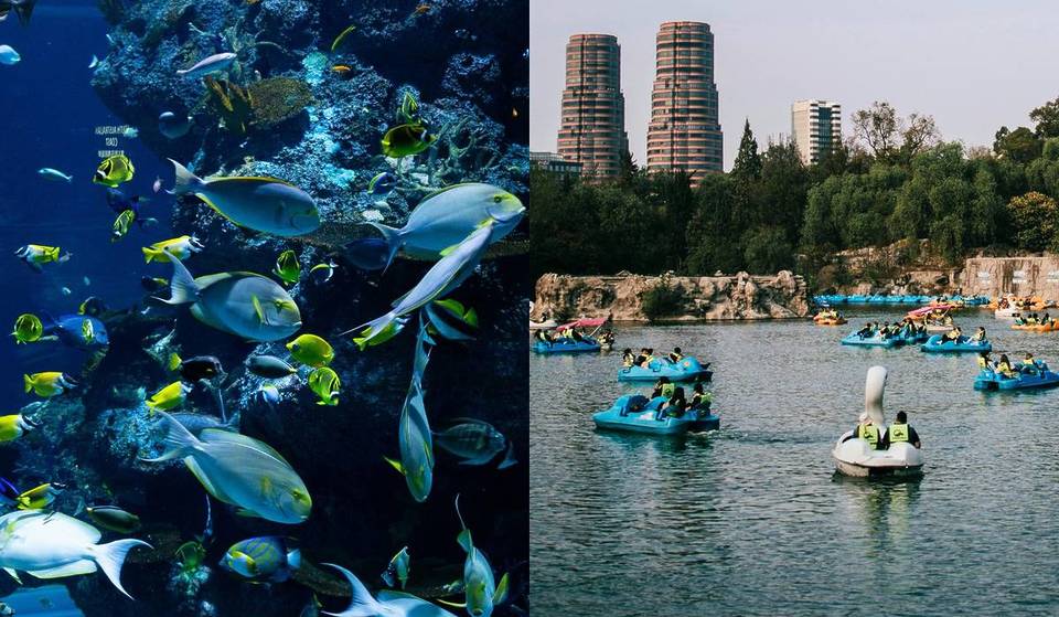 Gastronomía marina, experiencias sonoras y más actividades gratuitas en este festival sobre el océano en el Bosque de Chapultepec