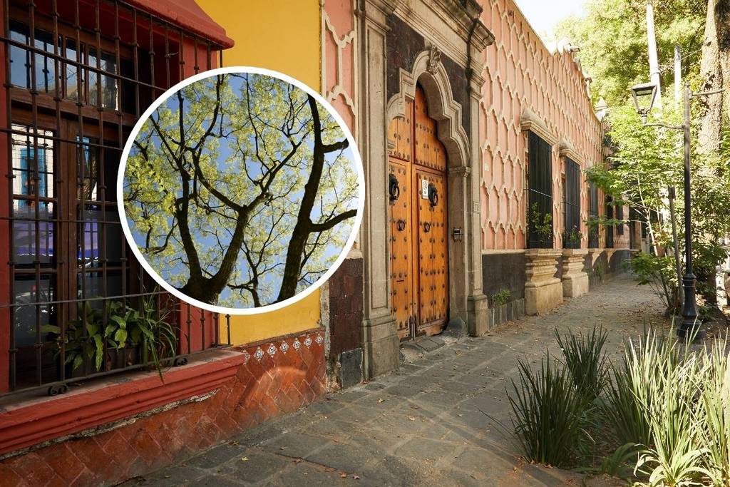 ash tree Santa Catarina neighborhood Coyoacán natural heritage of Mexico City