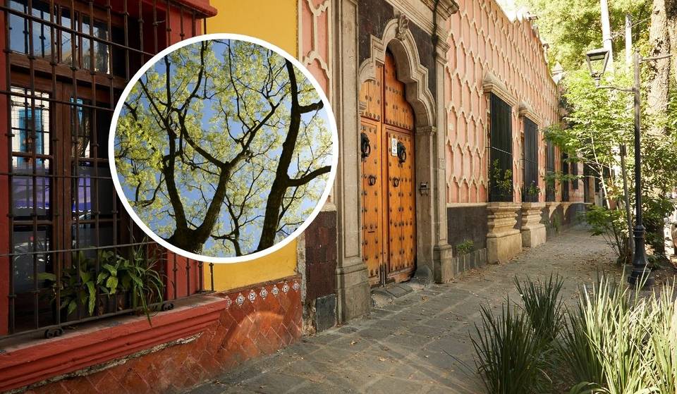 The pre-Hispanic ash tree in Coyoacán, standing over 24 meters tall, which was declared a Natural Heritage Site of Mexico City