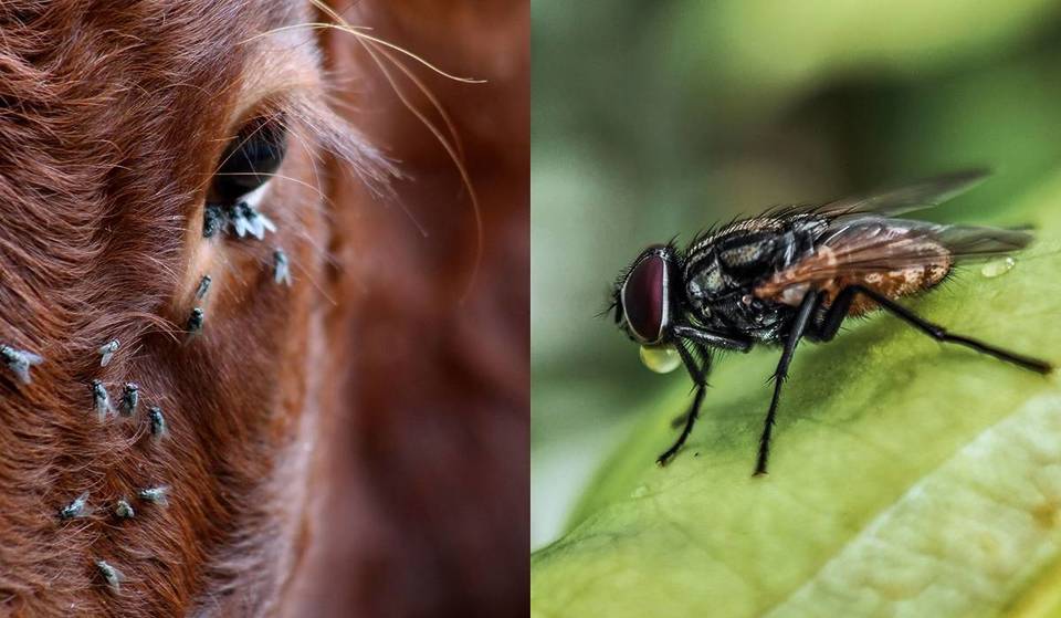 How to identify the flesh-eating maggot? These are the groups of people and animals most vulnerable to the larva that lodges in wounds
