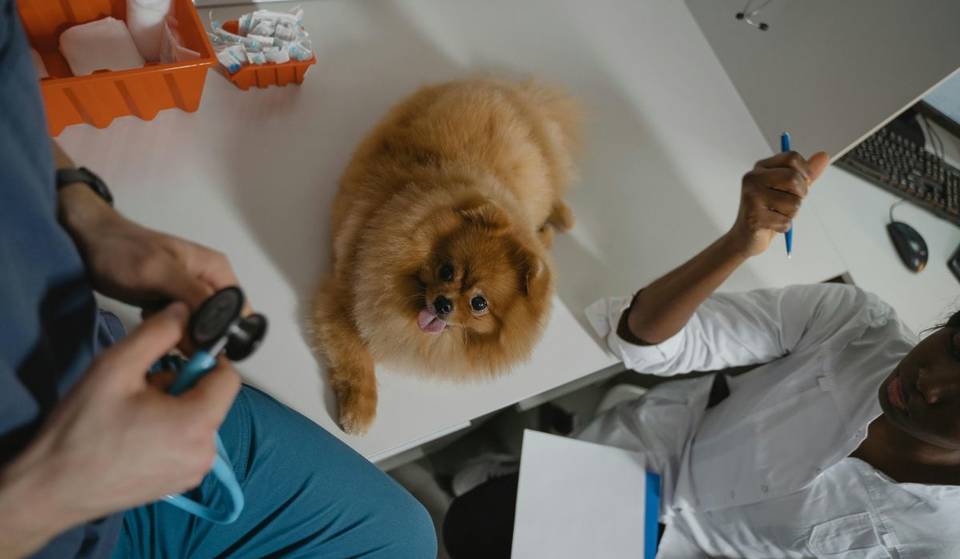 Hospitalización en $190 y consultas en $89: estos son los costos y servicios que ofrece el Hospital Veterinario de la CDMX, Agatan