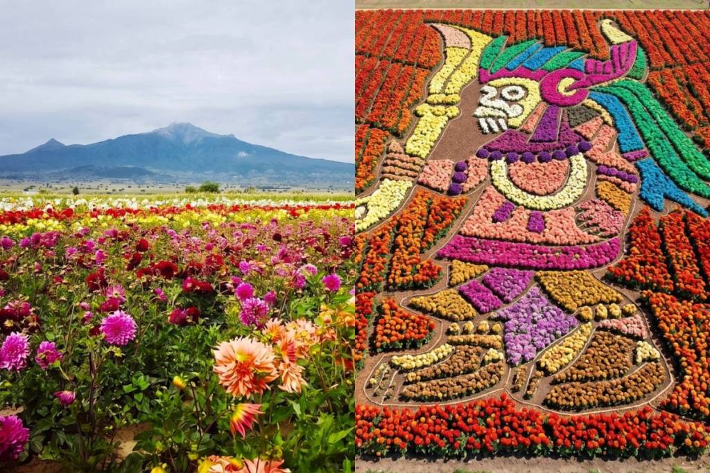 campo de dalias en huamantla tlaxcala