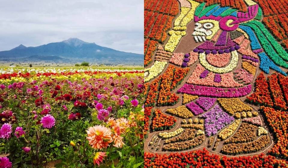 The colorful dahlia garden in this Pueblo Mágico is only open for a few weeks a year and is about to open: this year, the flowers will form the monumental figure of Quetzalcóatl