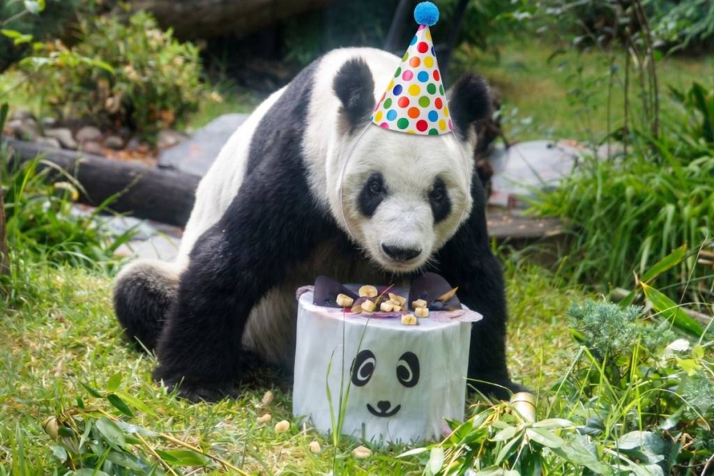 cumpleaños de Xin Xin en chapultepec