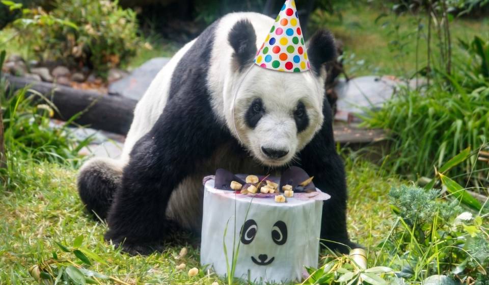 Así se celebrará el cumpleaños de Xin Xin en el Zoológico de Chapultepec: ¡habrá corte de pastel!