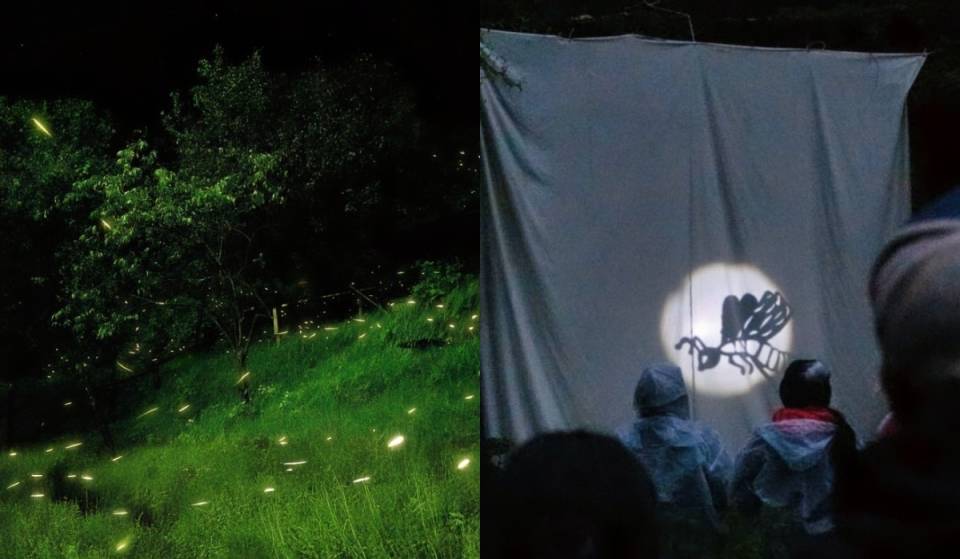 Solo cuatro sábados de julio: Los Dinamos tendrá recorridos nocturnos para ver luciérnagas con teatro y campamento