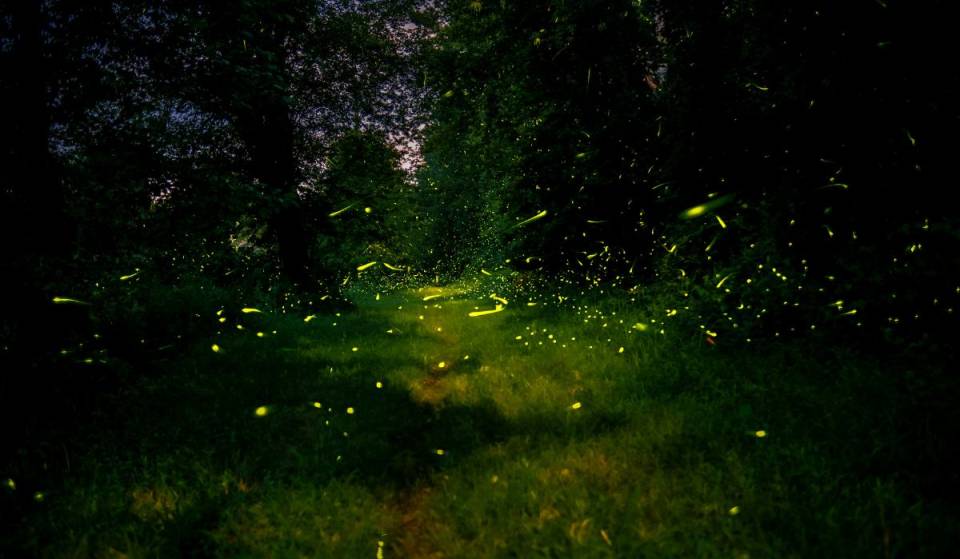 It’s Not Nanacamilpa: There Will Be a Firefly Festival at This Site in Chapultepec Forest