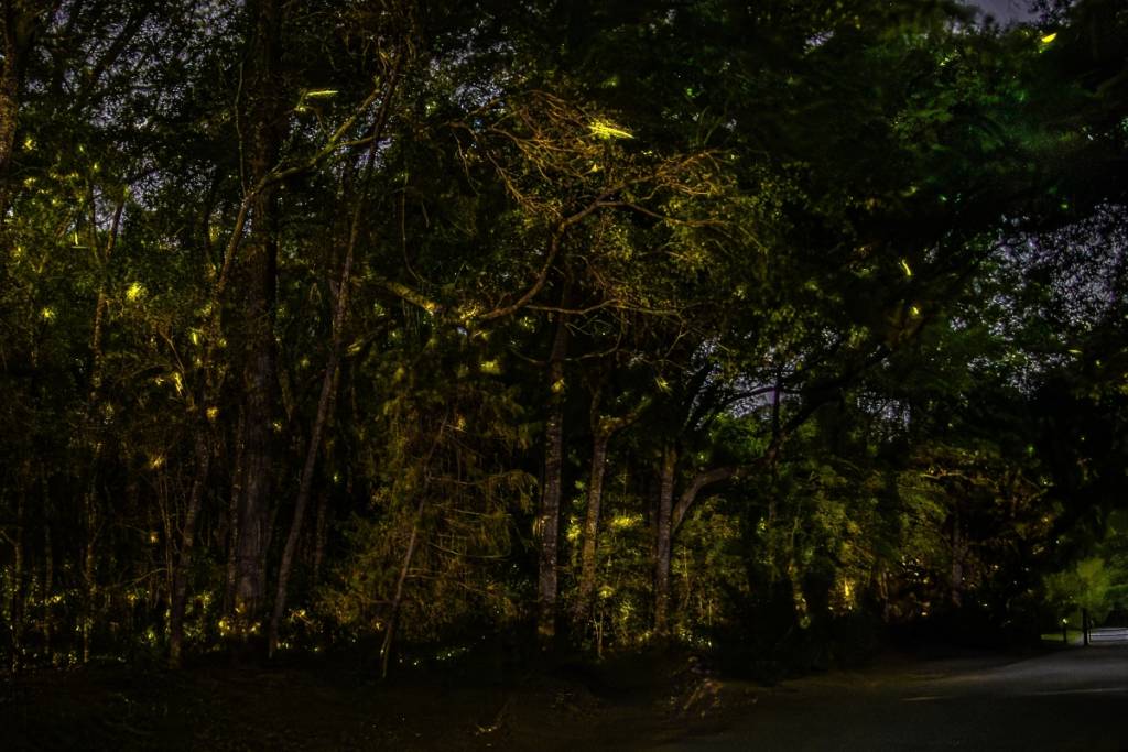 Recorrido para ver luciérnagas en CDMX