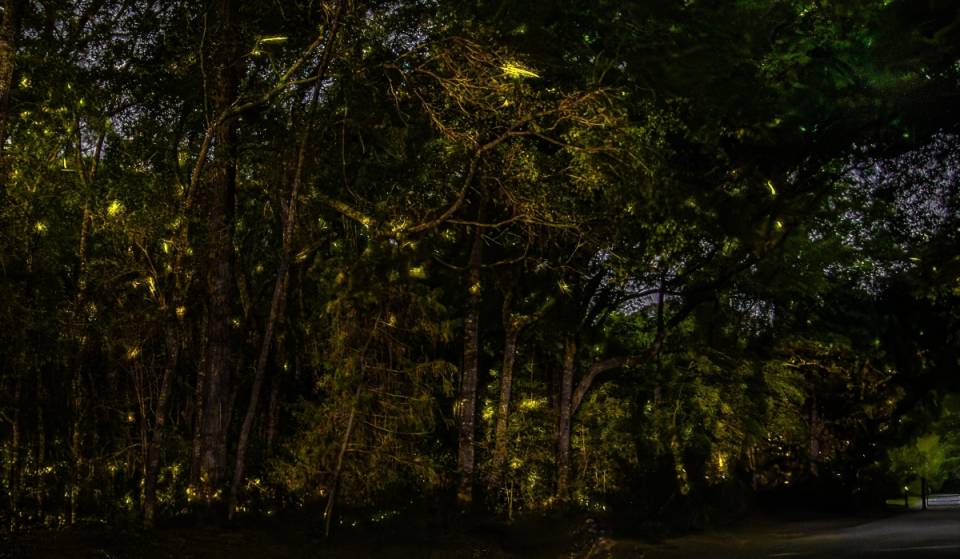 Mexico City will offer a firefly-viewing tour: the cost is $38 per person, and there are only a few dates available