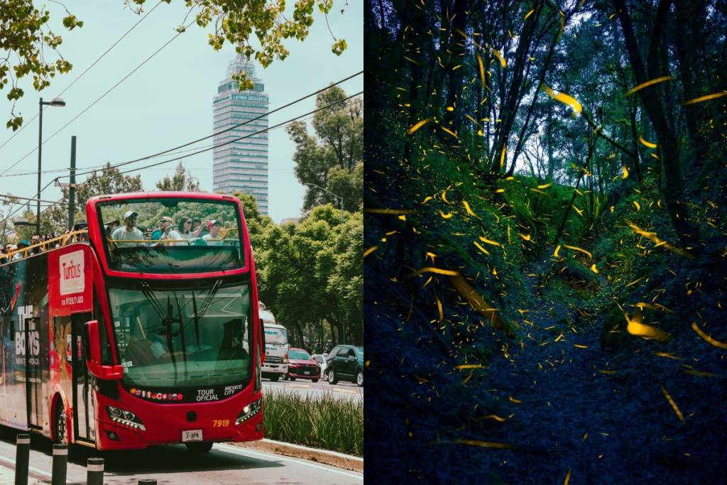 Turibús launches a tour from Mexico City to see fireflies, including a buffet and artisanal cheese tasting