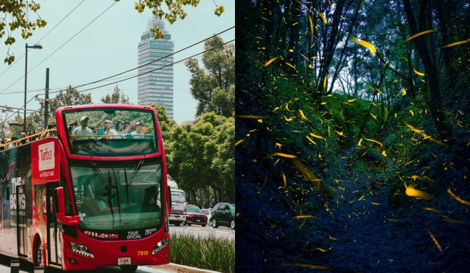Turibús lanza un tour desde CDMX para ver luciérnagas que incluye buffet y degustación de quesos artesanales