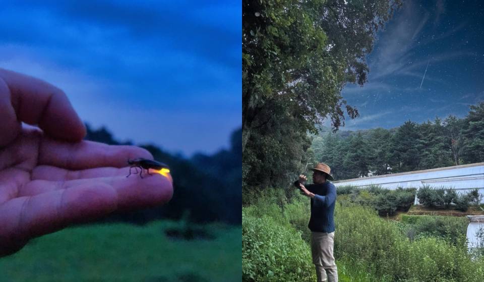 El sendero secreto para ver luciérnagas en CDMX regresa con recorridos nocturnos y fogata a solo 20 minutos de Six Flags