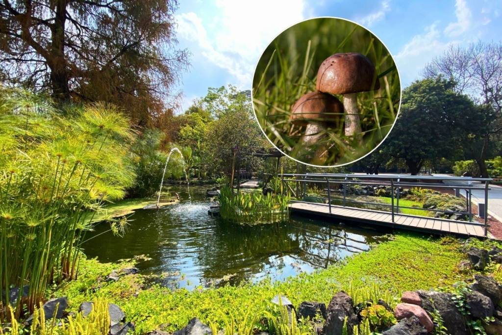 Recorrido de hongos en Chapultepec