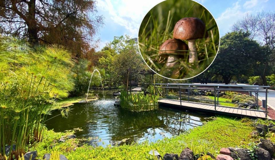 Discover more about mushrooms on this free tour in Chapultepec Forest