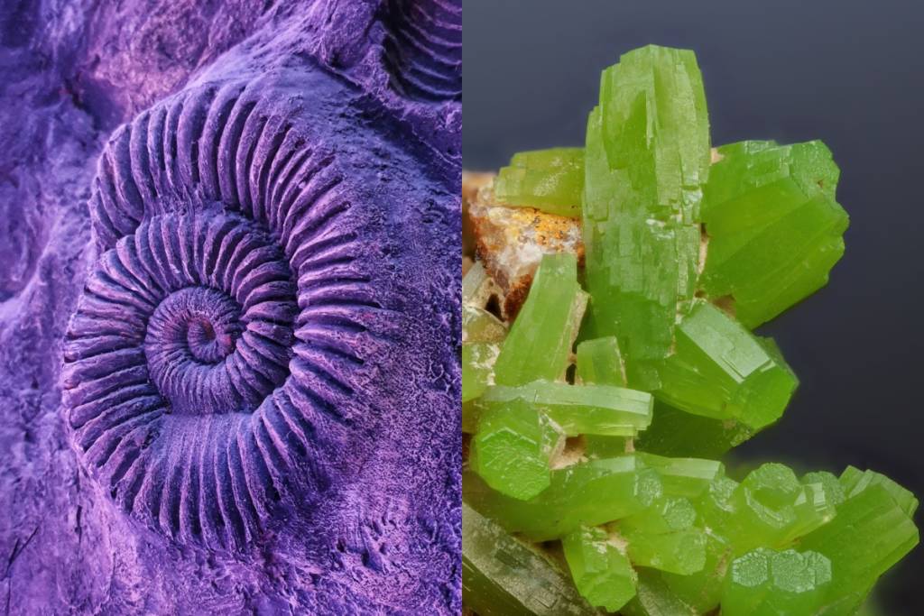Fossil and Mineral Exhibition in Mexico City