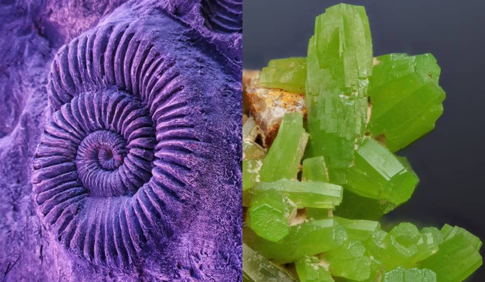 Free admission! The impressive Fossil and Mineral Expo is coming to Mexico City