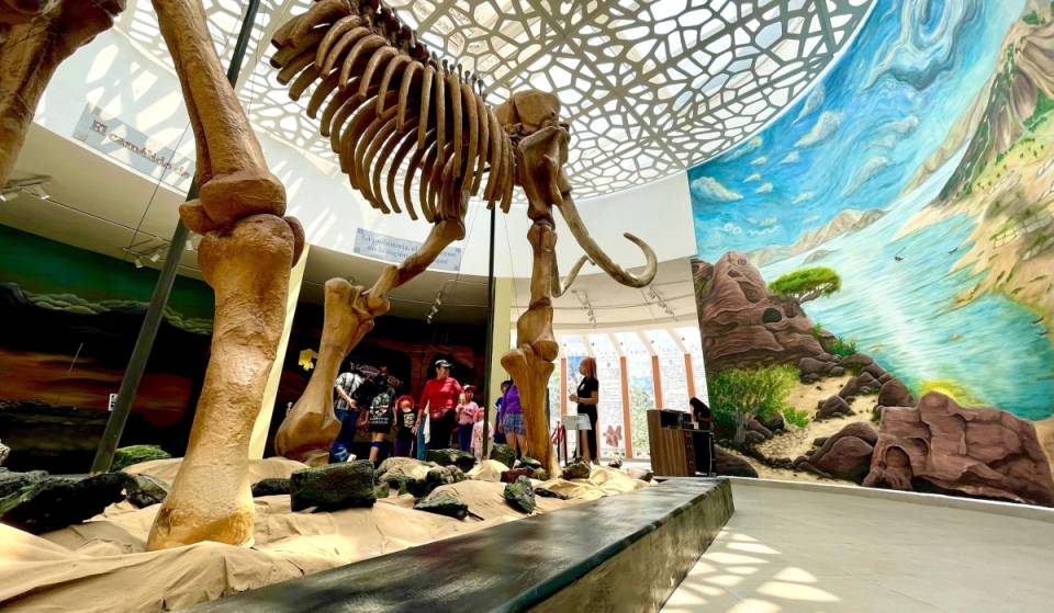 After being closed for 9 months, the museum reopens with mammoth remains, pre-Hispanic artifacts, and free admission
