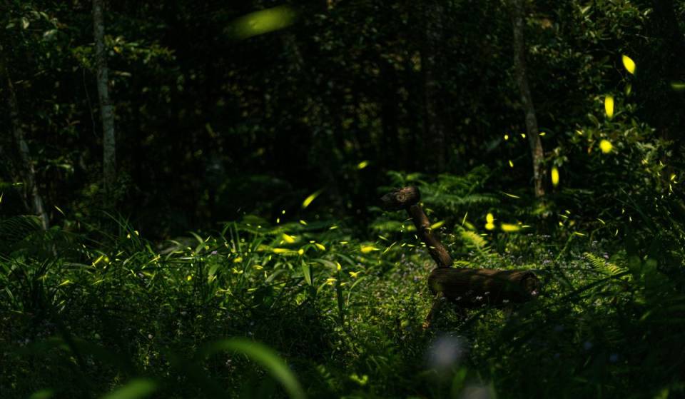 Less than two hours from Mexico City: 3 ecotourism parks to see fireflies in 2026