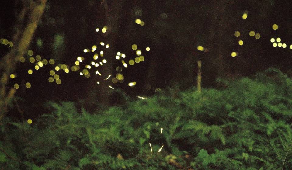 Firefly season has already begun in the Valley of the Volcanoes: here are the ecoparks to visit them